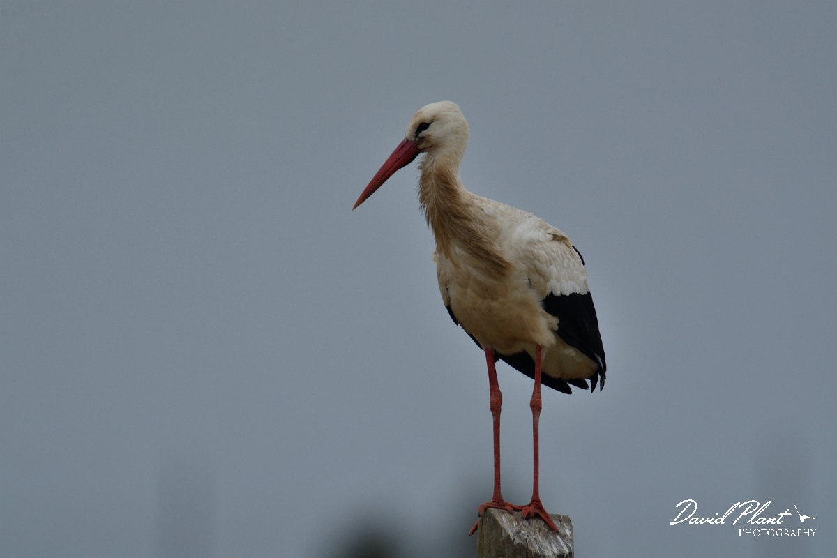 DPP - Wildlife Photography - White stork - H.jpg - White stork - Castro Verde