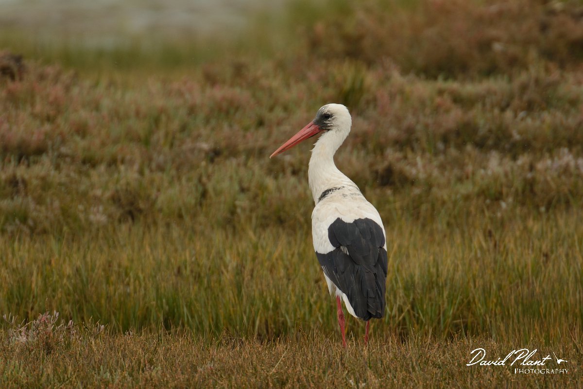 DPP - Wildlife Photography - White stork - I.jpg - White stork - Esteiro de MAria Nova