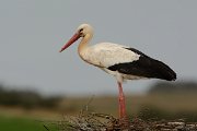 DPP - Wildlife Photography - White stork - C