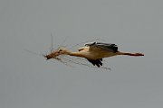 DPP - Wildlife Photography - White stork - D
