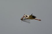 DPP - Wildlife Photography - White stork - E