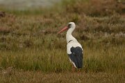 DPP - Wildlife Photography - White stork - I