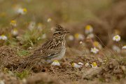 DPP - Wildlife Photography - Wood lark - B