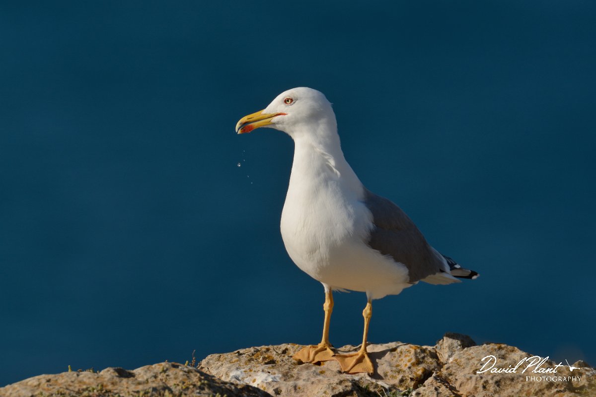 DPP - Wildlife Photography - Yellow-legged gull - A.jpg - Yellow-legged gull - Cabo de São Vicente