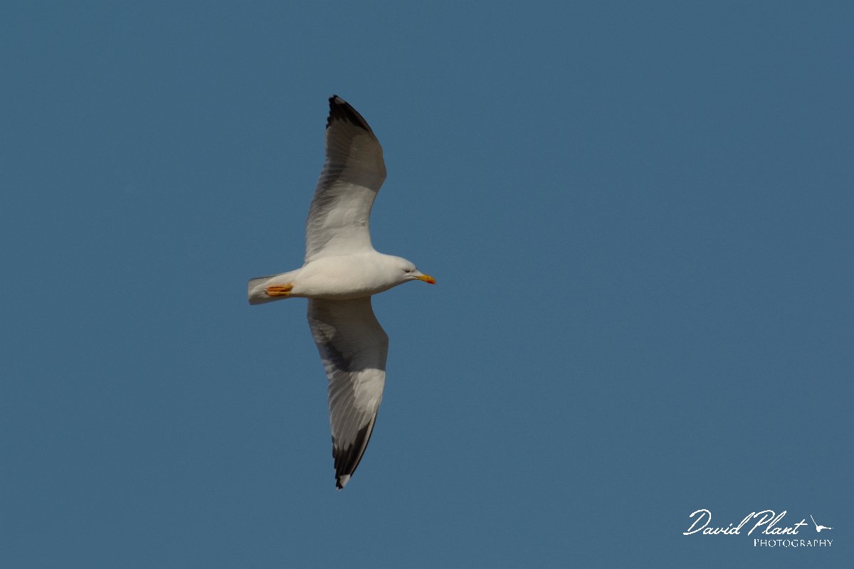 DPP - Wildlife Photography - Yellow-legged gull - C.jpg - Yellow-legged gull in flight - Cabo de São Vicente