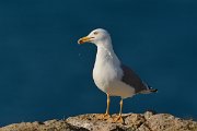 DPP - Wildlife Photography - Yellow-legged gull - A