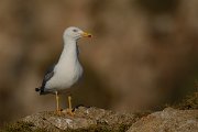DPP - Wildlife Photography - Yellow-legged gull - B