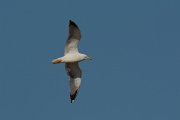 DPP - Wildlife Photography - Yellow-legged gull - C