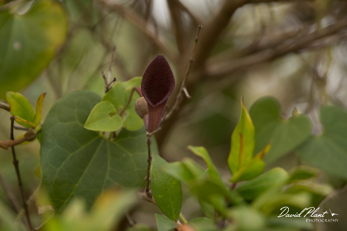 DPPhotography - Algarve - Aristolochia baetica - A.jpg - Aristolochia baetica