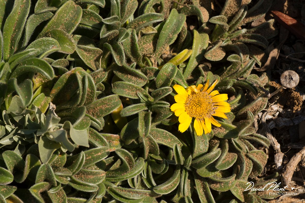 DPPhotography - Algarve - Asteriscus maritimus - A.jpg - Asteriscus maritimus