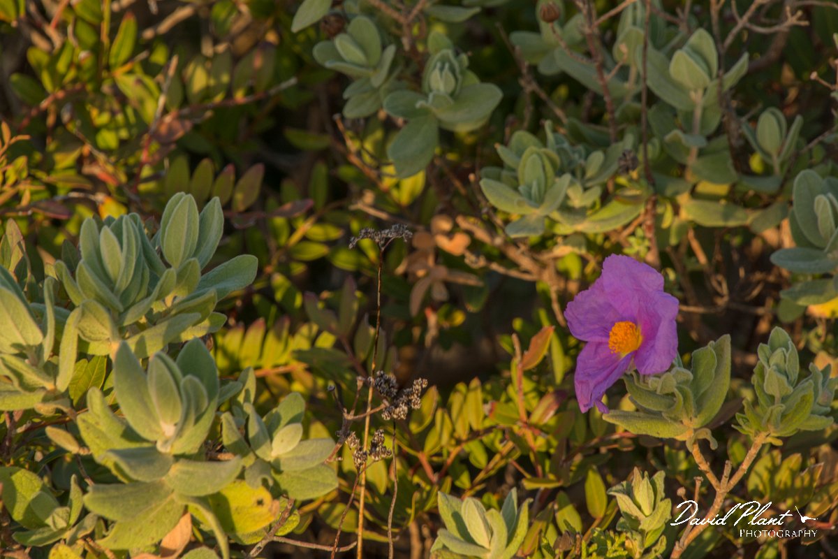 DPPhotography - Algarve - Cistus crispus - A.jpg - Cistus crispus