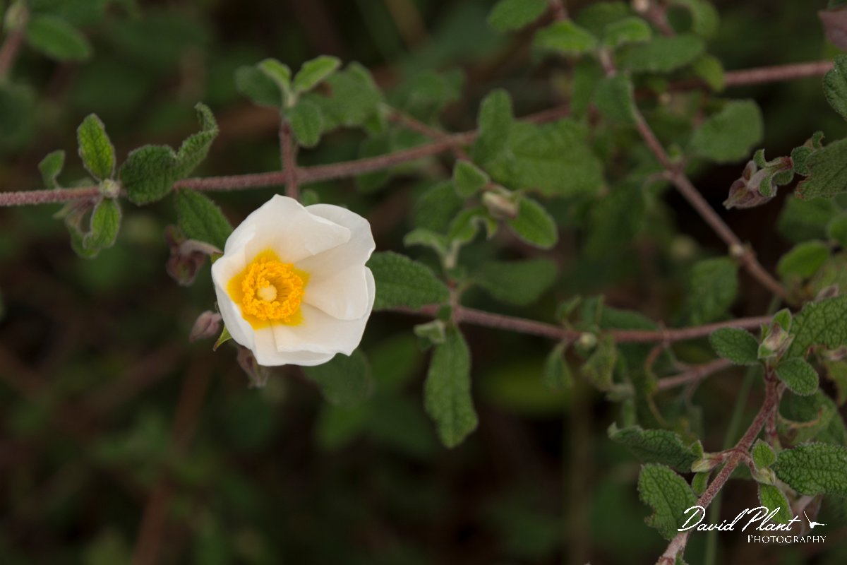 DPPhotography - Algarve - Cistus salvifolius - A.jpg - Sage-leaved cistus, Cistus salvifolius