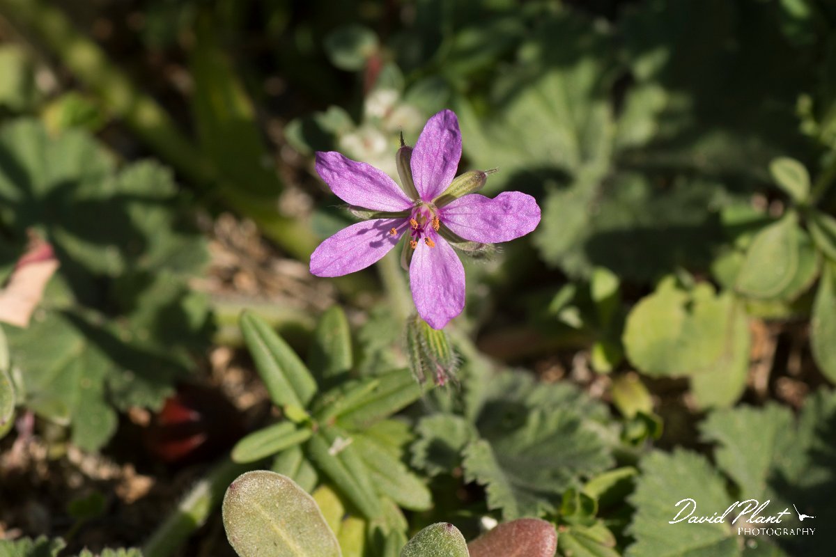 DPPhotography - Algarve - Erodium malacoides - A.jpg - Erodium malacoides