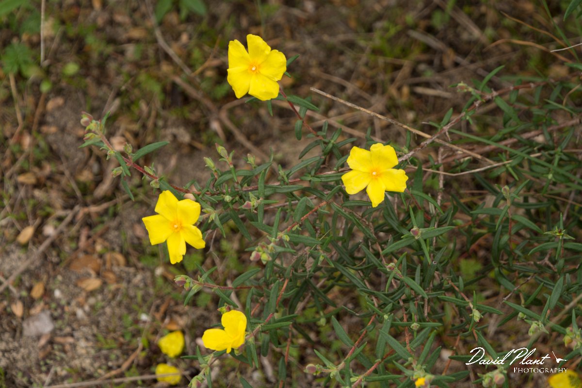 DPPhotography - Algarve - Halimium commutatum - A.jpg - Halimium commutatum
