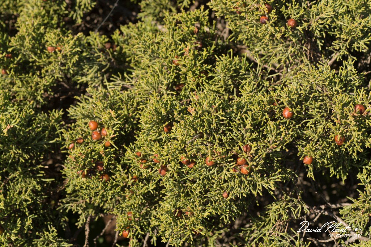 DPPhotography - Algarve - Juniperus phoenicea - A.jpg - Phoenicean juniper - Juniperus phoenicea