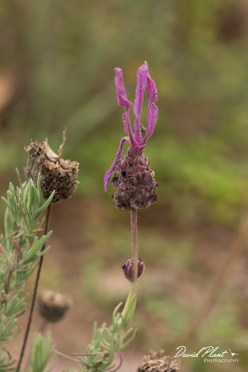 DPPhotography - Algarve - Lavandula stoechas - B.jpg - French lavendar, Lavandula stoechas
