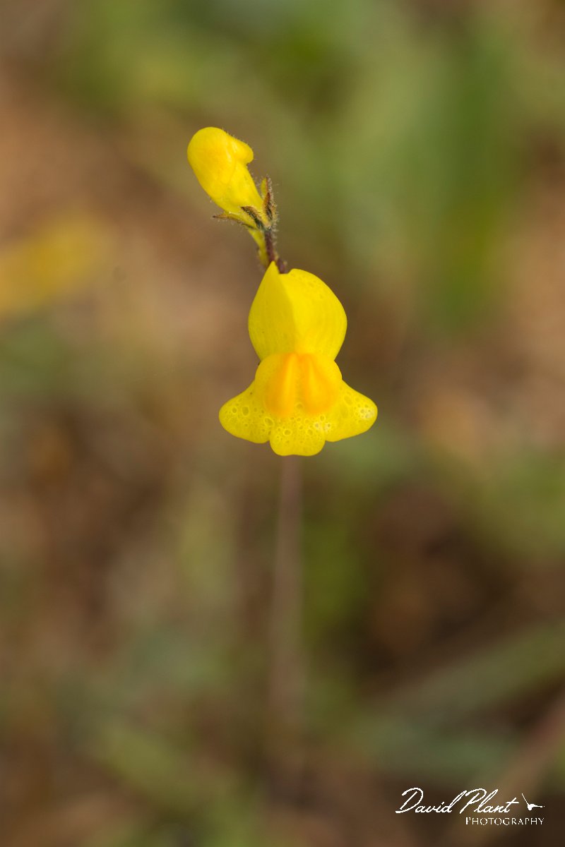 DPPhotography - Algarve - Linaria spartea - A.jpg - Linaria spartea