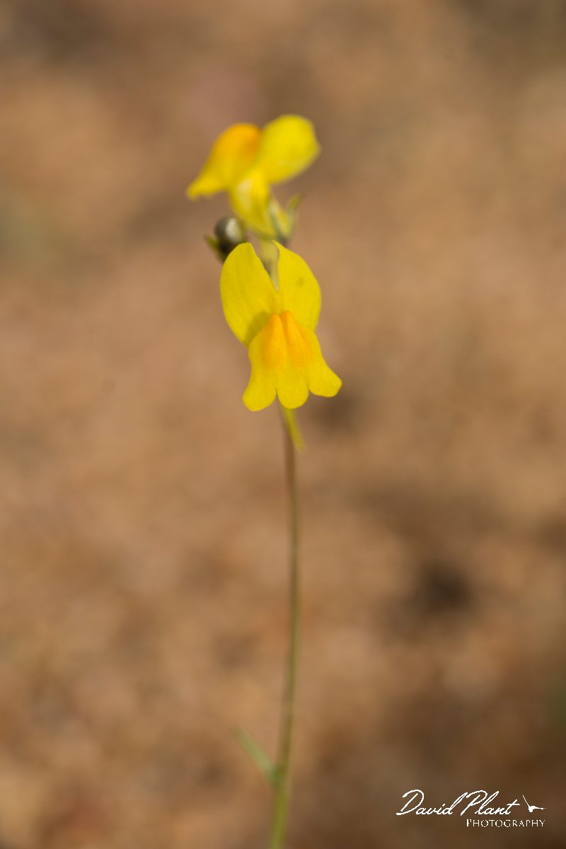 DPPhotography - Algarve - Linaria spartea - B.jpg - Linaria spartea