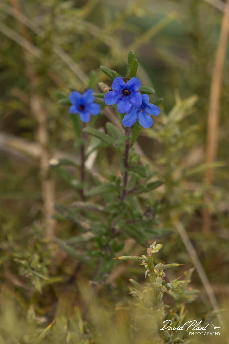 DPPhotography - Algarve - Lithodora prostrata lusitanica - A.jpg - Lithodora prostrata lusitanica