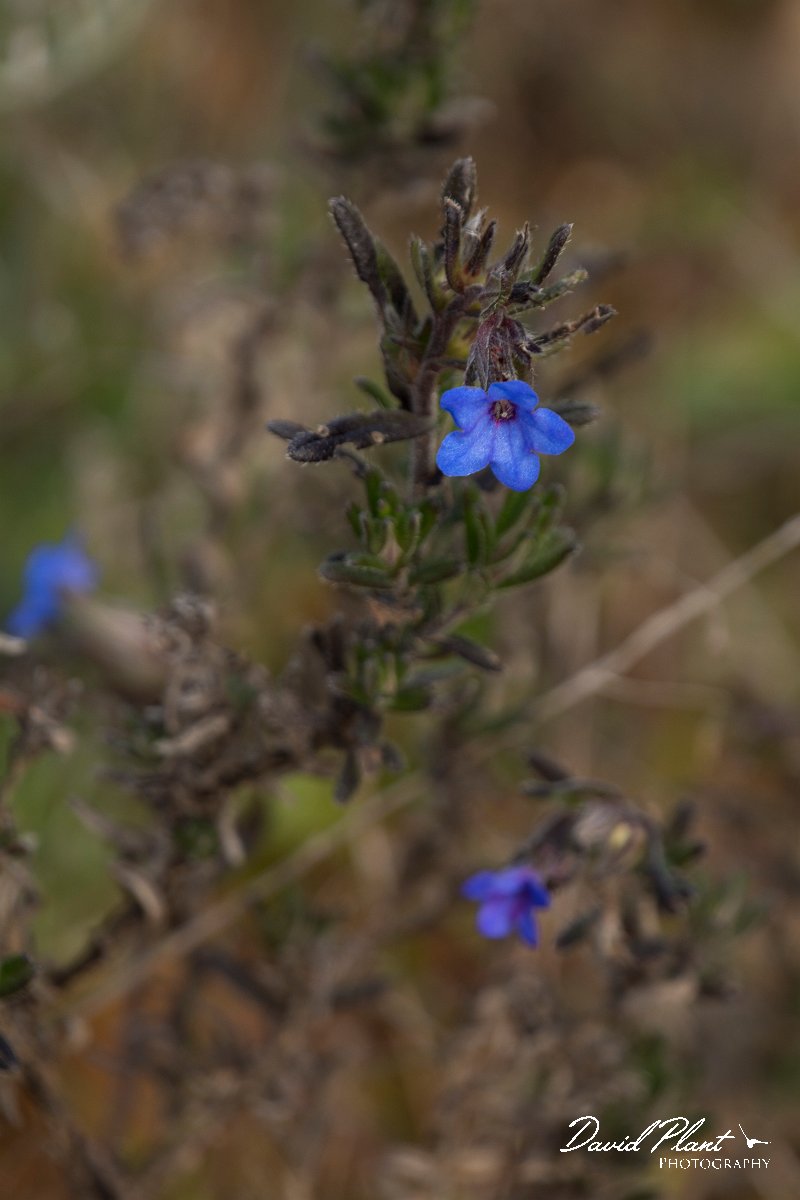 DPPhotography - Algarve - Lithodora prostrata lusitanica - B.jpg - Lithodora prostrata lusitanica