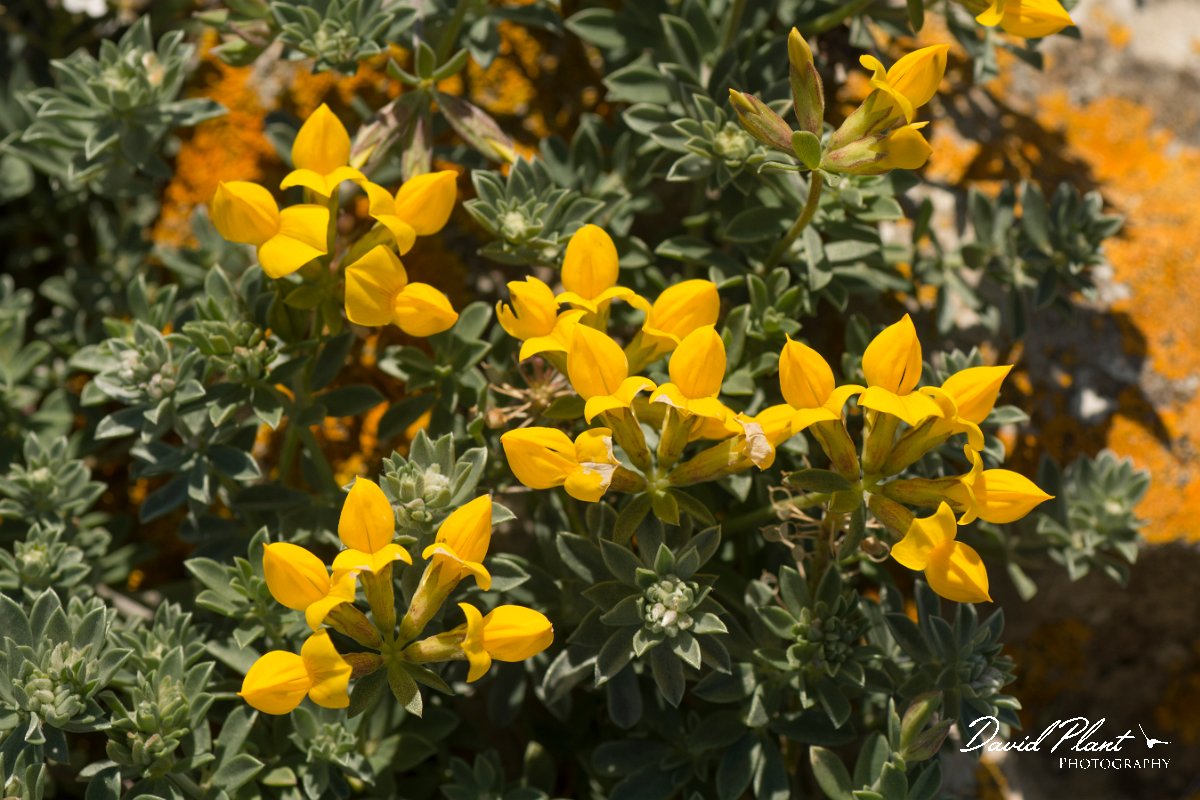 DPPhotography - Algarve - Lotus creticus - B.jpg - Southern birds-foor trefoil, Lotus creticus