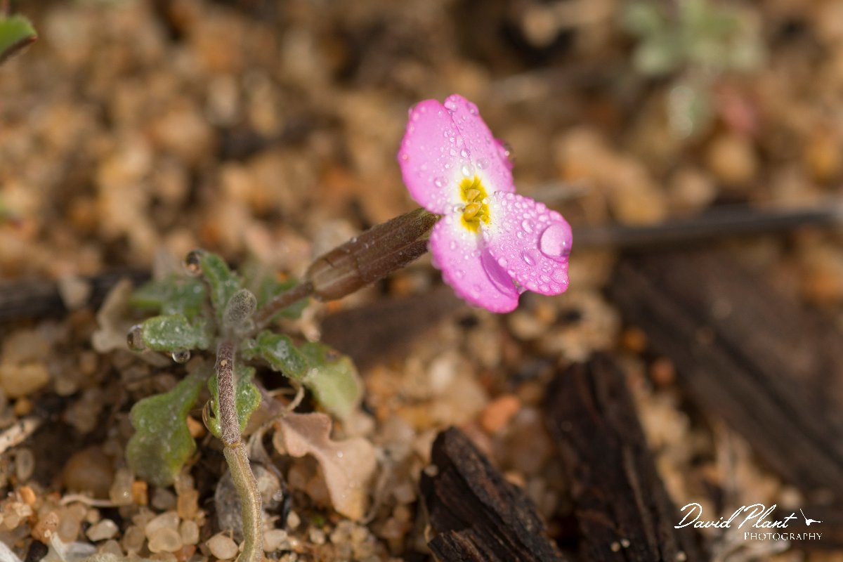 DPPhotography - Algarve - Malcolmia triloba - B.jpg - Malcolmia triloba
