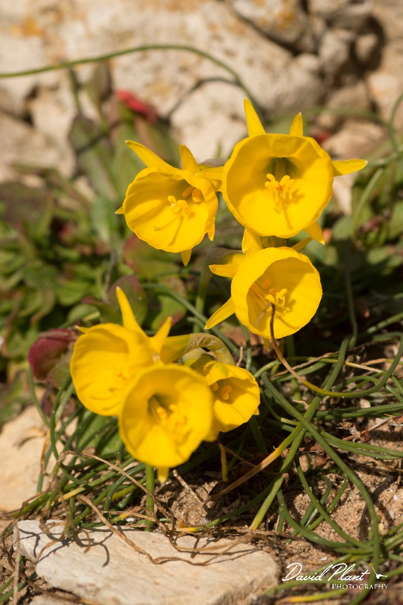 DPPhotography - Algarve - Narcissus bulbocodium - C.jpg - Narcissus bulbocodium