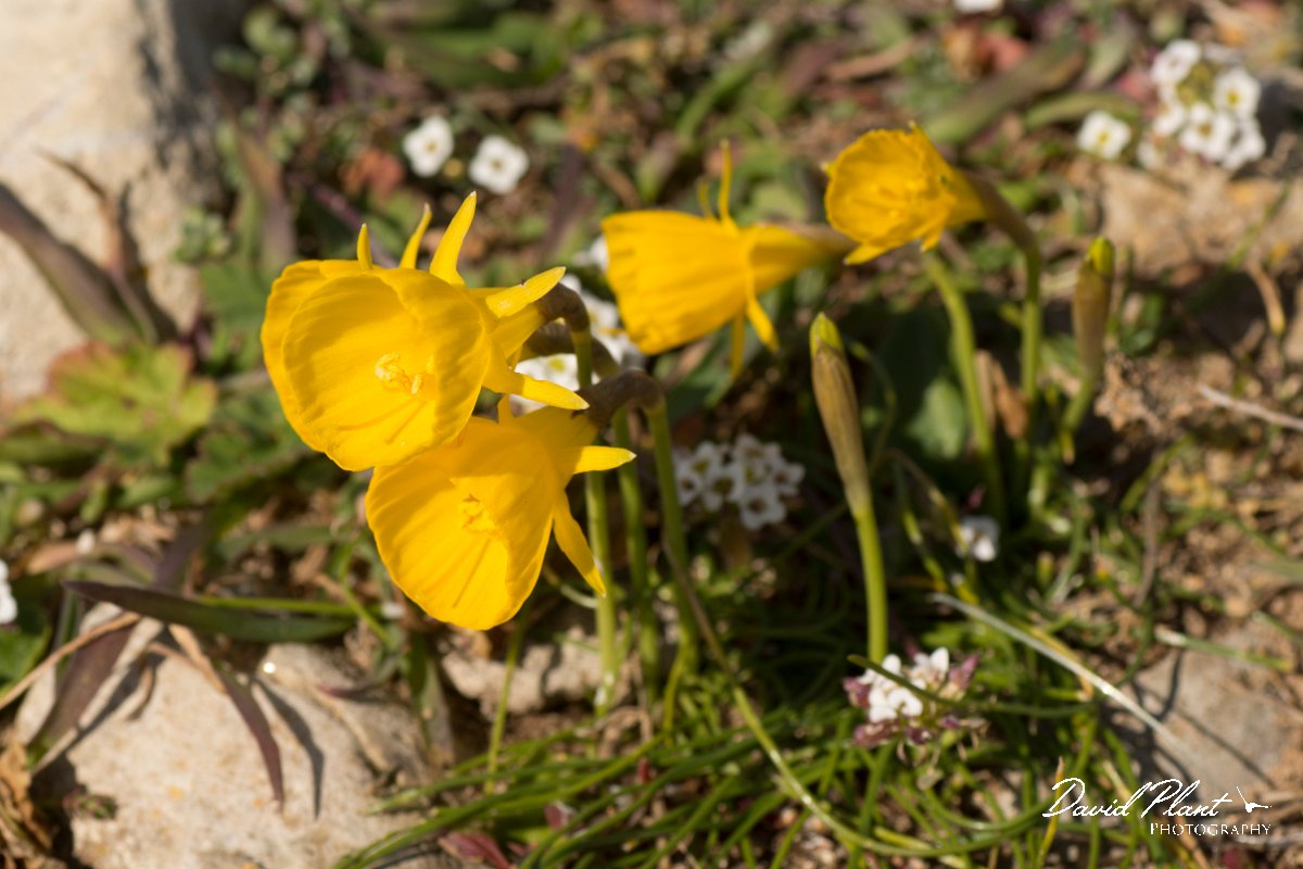 DPPhotography - Algarve - Narcissus bulbocodium - D.jpg - Narcissus bulbocodium