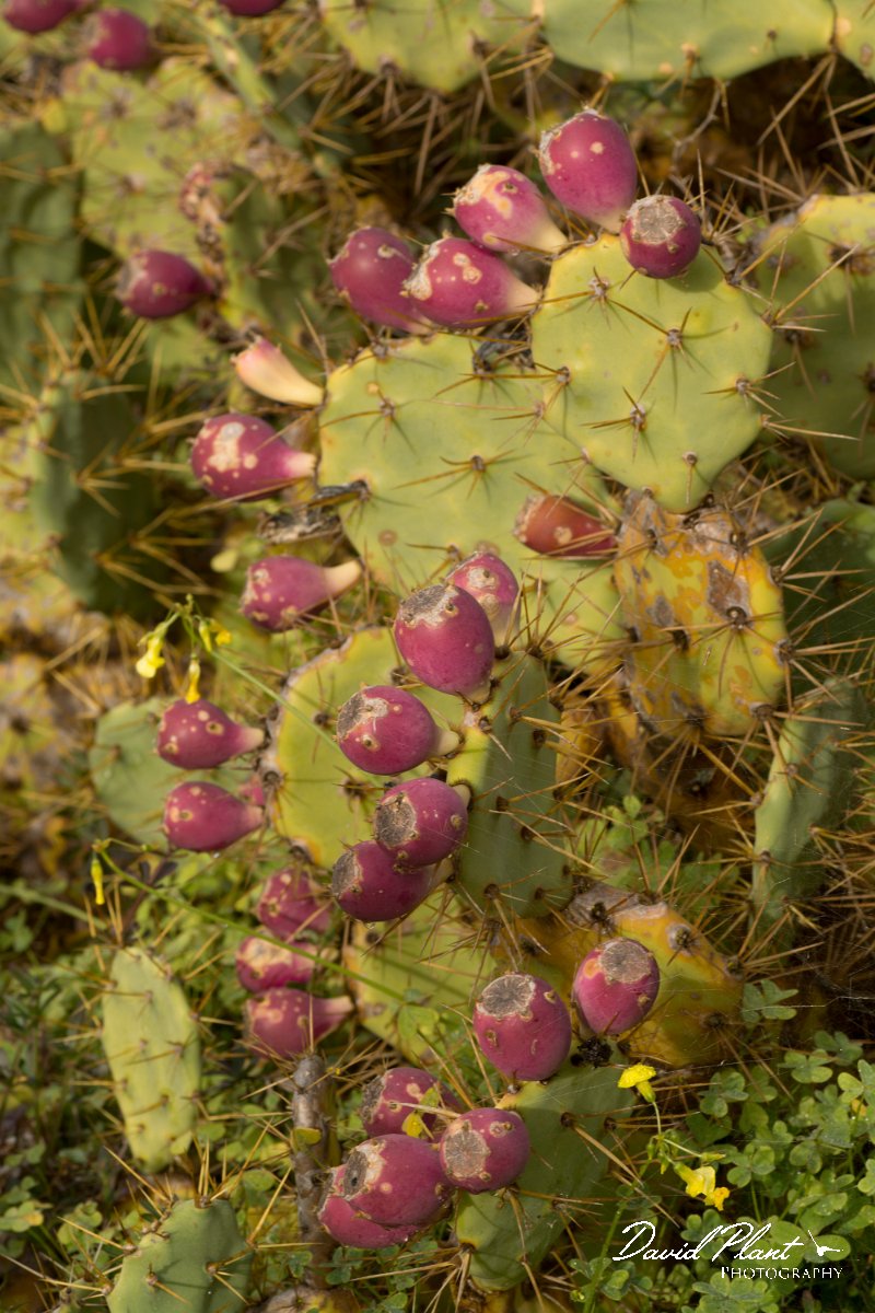 DPPhotography - Algarve - Opuntia ficus indica - A.jpg - Prickly pear, Optunia ficus indica