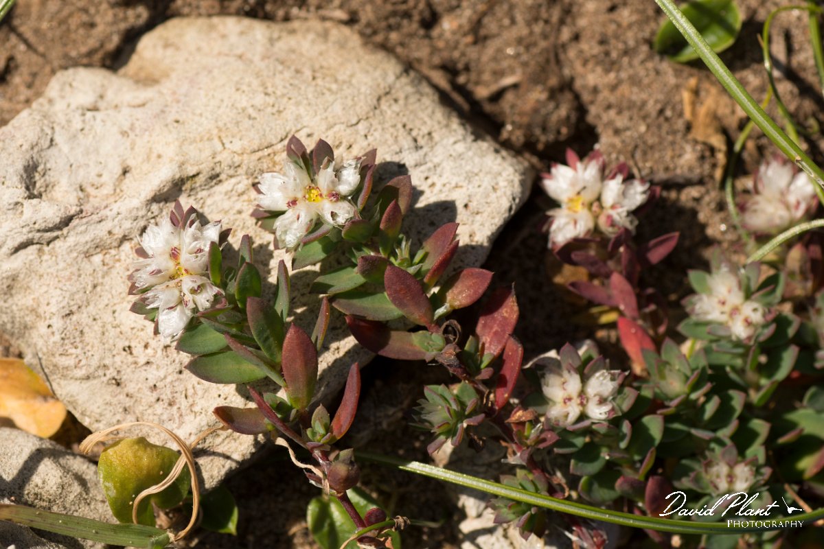 DPPhotography - Algarve - Paronychia argentea - A.jpg - Paronychia argentea