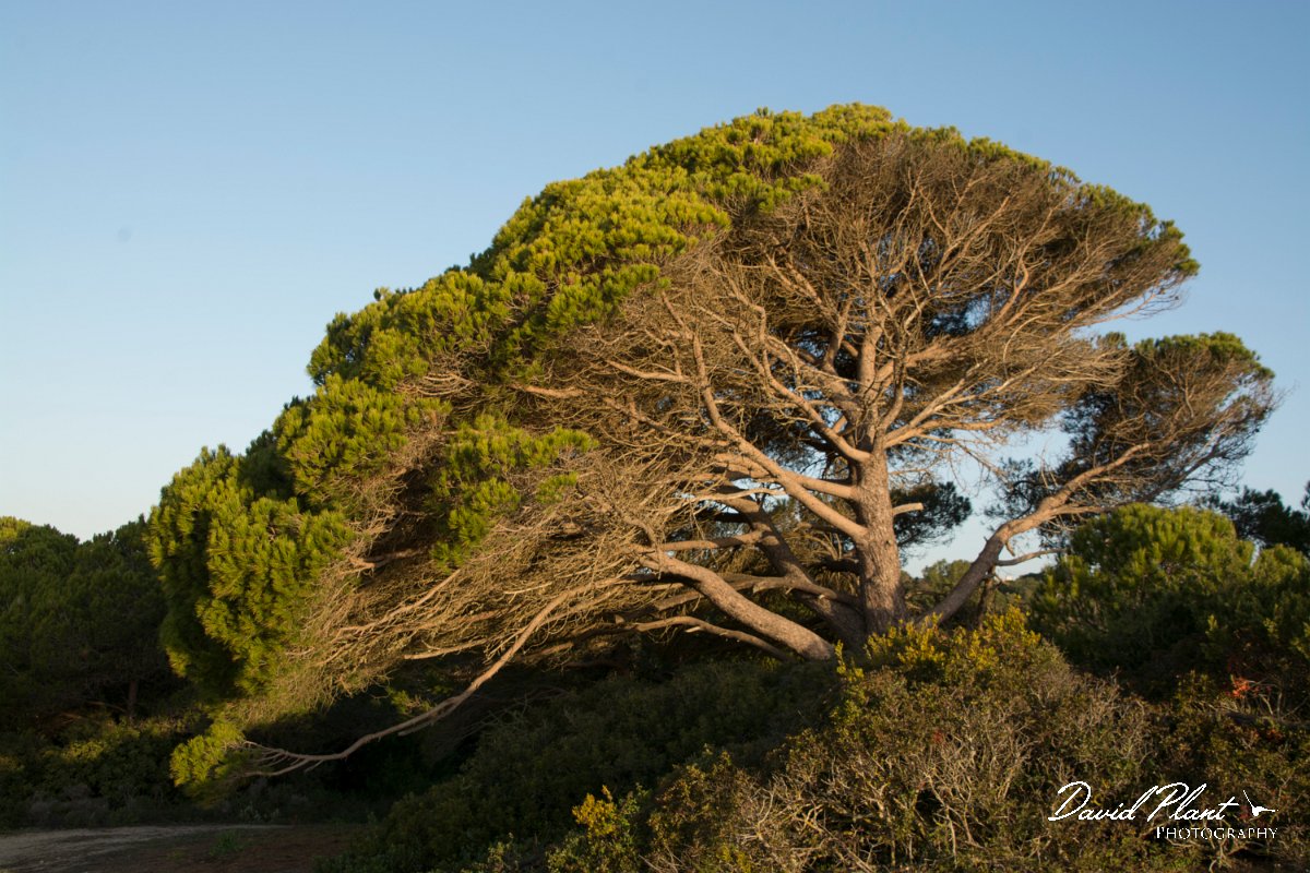 DPPhotography - Algarve - Pinus pinea - A.jpg - Stone pine, Pinus pinea