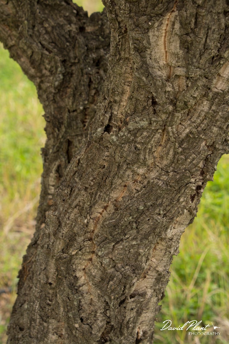 DPPhotography - Algarve - Quercus suber - B.jpg - Cork oak, Quercus suber