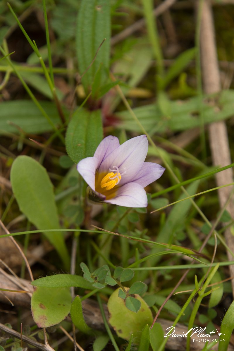 DPPhotography - Algarve - Romulea bulbocodium - A.jpg - Romulea bulbocodium