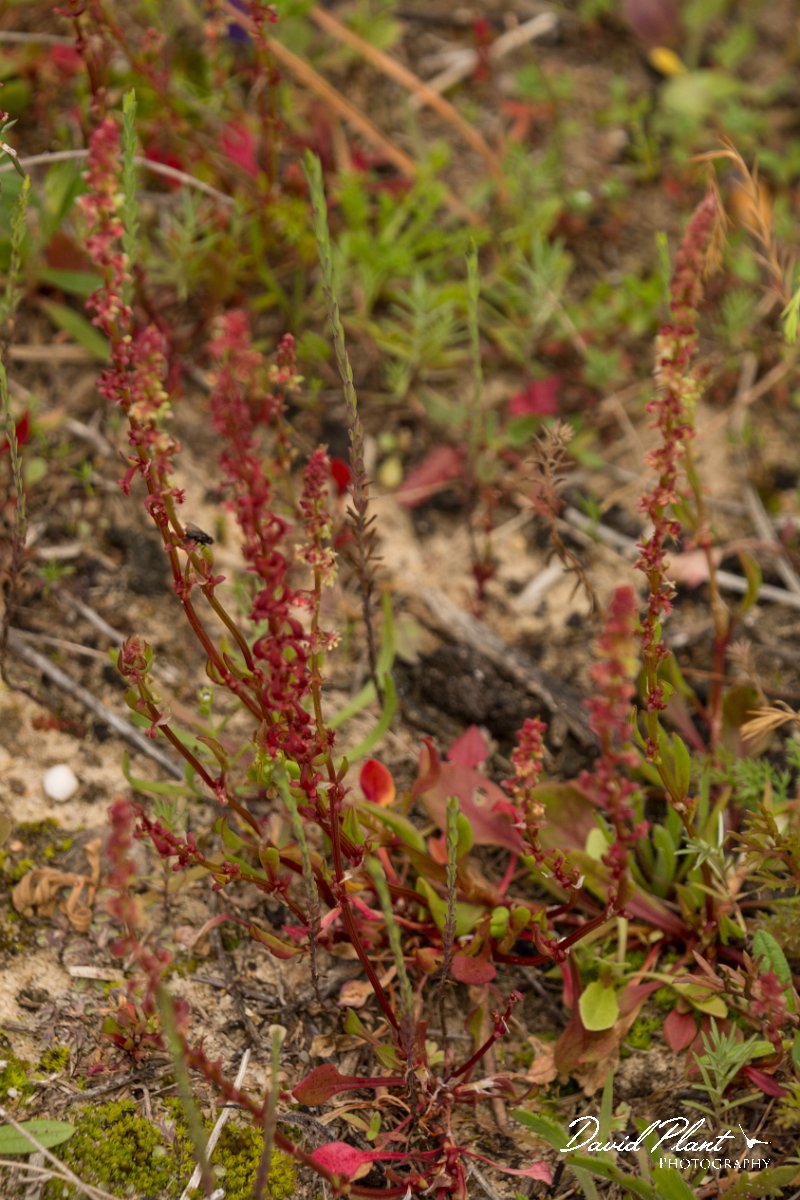 DPPhotography - Algarve - Rumex bucephalophorus - A.jpg - Rumex bucephalophorus
