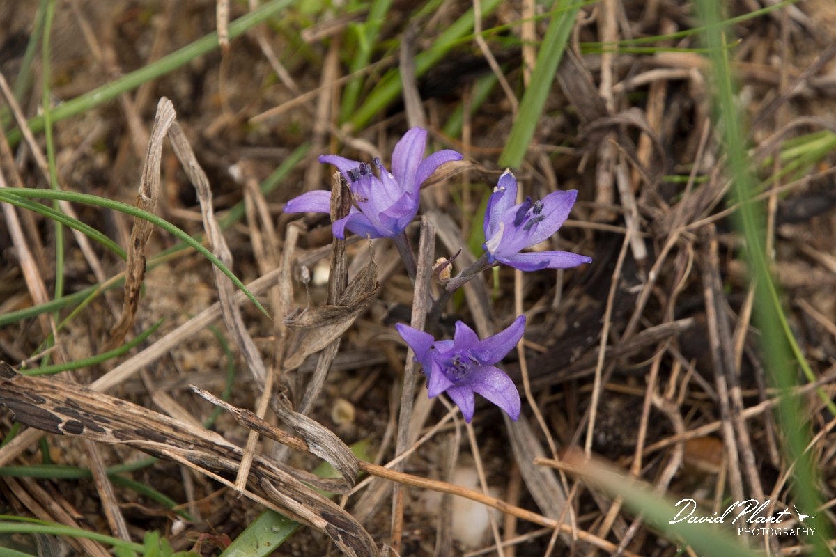 DPPhotography - Algarve - Scilla monophyllos - A.jpg - Scilla monophyllos