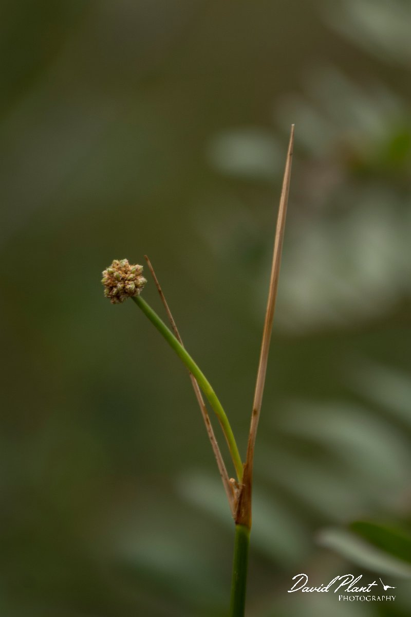 DPPhotography - Algarve - Scirpoides holoschoenus - A.jpg - Scirpoides holoschoenus
