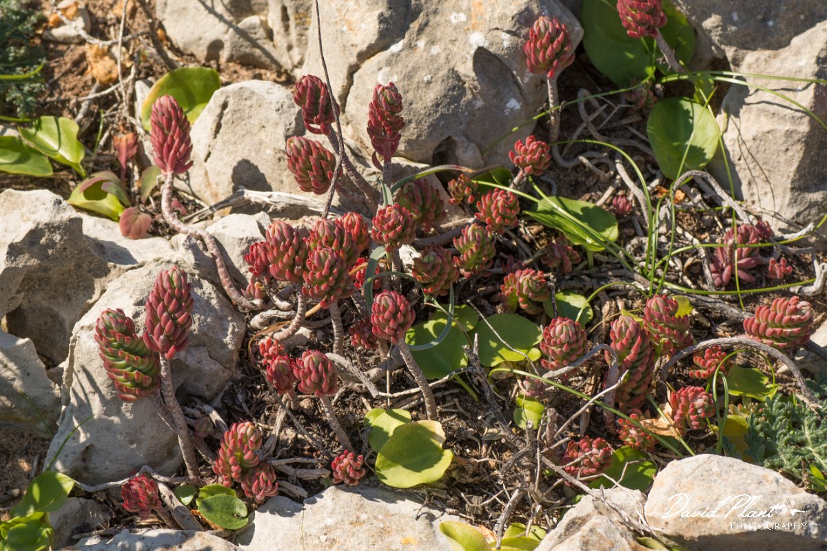 DPPhotography - Algarve - Sedum sediforme - A.jpg - Sedum sediforme