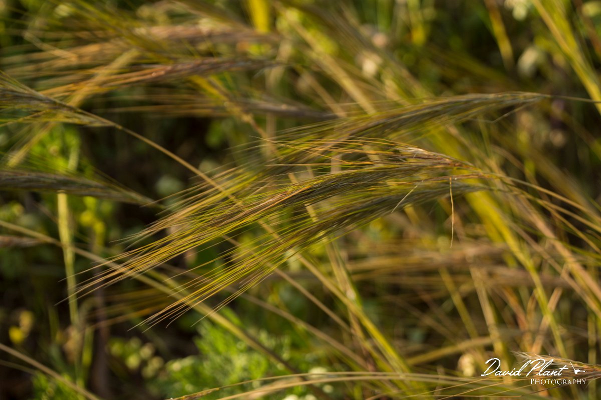 DPPhotography - Algarve - Stipa capensis - A.jpg - Stipa capensis