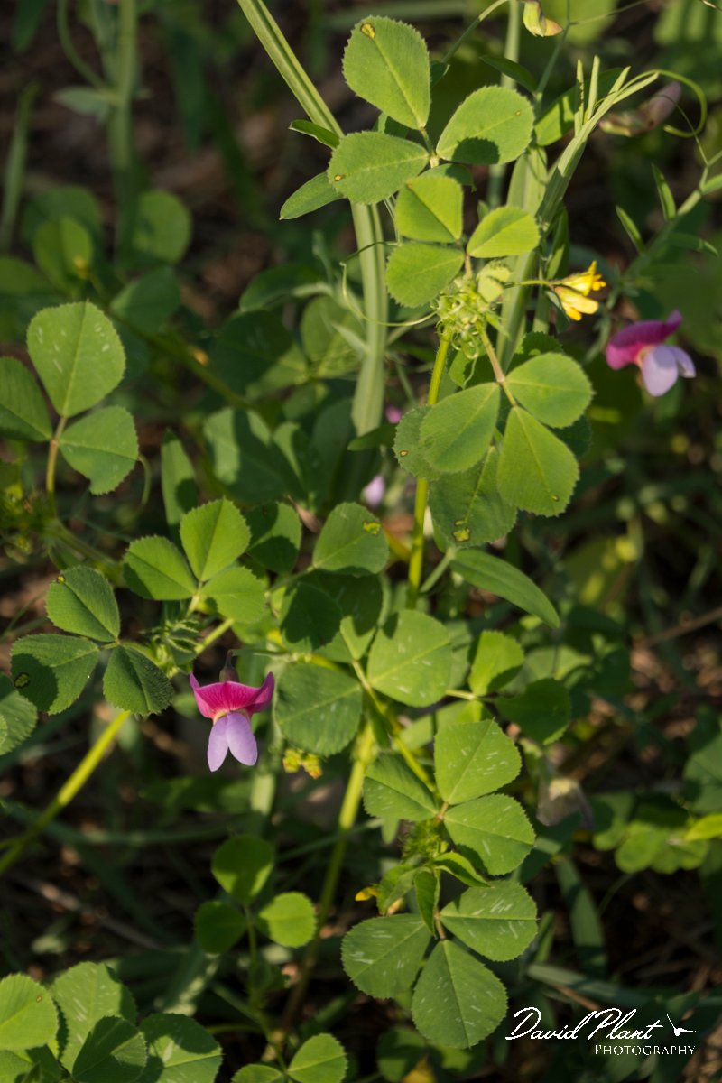 DPPhotography - Algarve - Trigonella monspeliaca - A.jpg - Trigonella monspeliaca and Vicia sp.