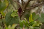 DPPhotography - Algarve - Aristolochia baetica - A