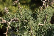 DPPhotography - Algarve - Asparagus albus - A