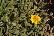 DPPhotography - Algarve - Asteriscus maritimus - A