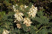 DPPhotography - Algarve - Astragalus lusitanicus - A