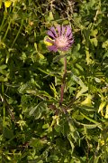 DPPhotography - Algarve - Centaurea pullata - B