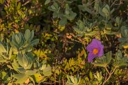 DPPhotography - Algarve - Cistus crispus - A