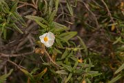 DPPhotography - Algarve - Cistus monspeliensis - A