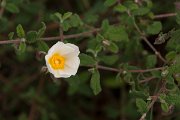 DPPhotography - Algarve - Cistus salvifolius - A