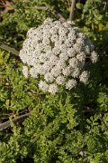 DPPhotography - Algarve - Daucus carota halophilus - A