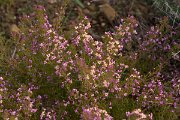 DPPhotography - Algarve - Erica umbellata - A