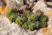 DPPhotography - Algarve - Euphorbia portlandica - A